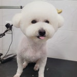 이뿌개 귀엽개