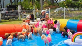 소소하개 애견유치원 애견호텔