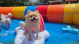 소소하개 애견유치원 애견호텔