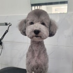 이뿌개 귀엽개