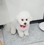 더 도도하개
