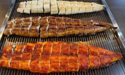동백장어