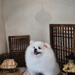 멍친카페