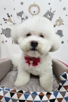 더 도도하개