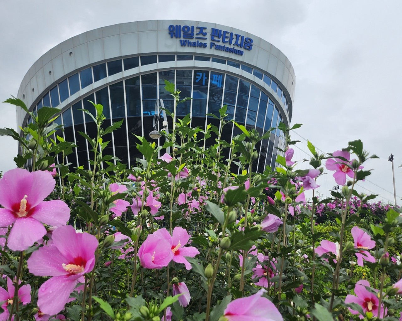 아나카페고래 이미지