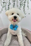 더 도도하개