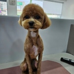 순돌이네 개발소