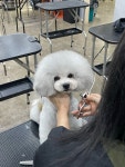 탑애견미용학원