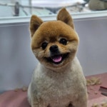 순돌이네 개발소