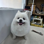 순돌이네 개발소