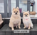 소중하개