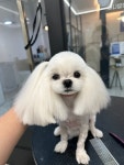 마이뷰티독 강남점