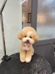 마이뷰티독 강남점