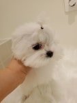 멍글몽글