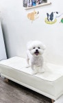 뷰티펫하우스