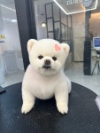 마이뷰티독 강남점