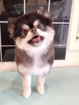 도그몽드 애견미용실