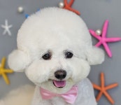 애견미용 Salon 티엔독