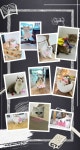 명품고양이카페