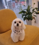 도그몽드 애견미용실