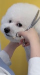 애견미용 꽃개미용실