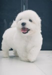 프로켄넬
