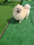 프로켄넬