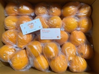 맛있는귤제주성지네감귤농장