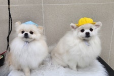 그루밍버블리