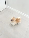 그루밍리본