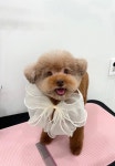 그루밍리본