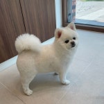 그루밍버블리
