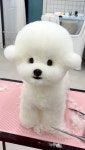 그루밍리본