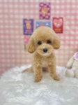 퓨어DOG