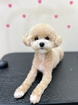 퓨어DOG