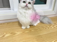 명품고양이카페