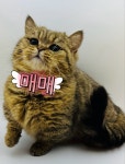 명품고양이카페