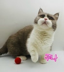 명품고양이카페