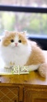 명품고양이카페