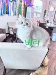 명품고양이카페