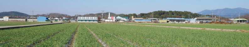 모산양파 정보화마을