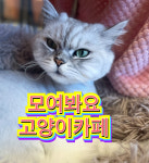 모여봐요고양이카페