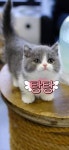 명품고양이카페