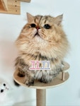 명품고양이카페
