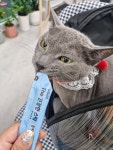투냥