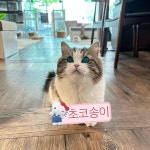 명품고양이카페