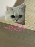 명품고양이카페