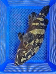 노은수산시장 21번 서해수산