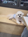 더웃개
