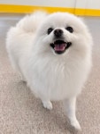 인누온 강아지유치원 놀이방 호텔 미용